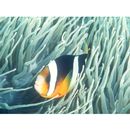 Amphiprion clarkii (Bennett, 1830)