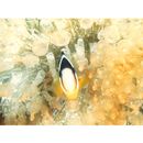 Amphiprion clarkii (Bennett, 1830)