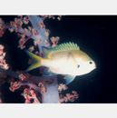 Chromis katoi Iwatsubo et Motomura, 2018