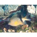 Plectroglyphidodon dickii (Lienard, 1839)