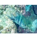 Amblyglyphidodon curacao (Bloch, 1787)