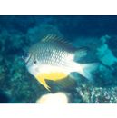 Amblyglyphidodon leucogaster (Bleeker, 1847)