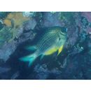 Amblyglyphidodon leucogaster (Bleeker, 1847)