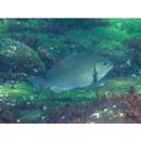 Girella leonina (Richardson, 1846)