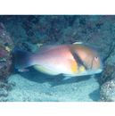 Choerodon azurio (Jordan et Snyder, 1901)