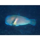 Choerodon azurio (Jordan et Snyder, 1901)