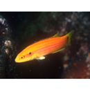 Bodianus bimaculatus Allen, 1973