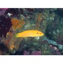 Bodianus bimaculatus Allen, 1973