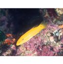 Bodianus bimaculatus Allen, 1973