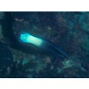 Labroides bicolor Fowler et Bean, 1928