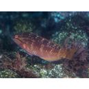 Pseudolabrus eoethinus (Richardson, 1846)