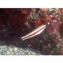 Halichoeres hartzfeldii (Bleeker, 1852)