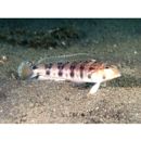 Parapercis sexfasciata (Temminck et Schlegel, 1843)