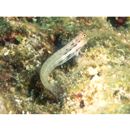 Ecsenius yaeyamaensis (Aoyagi, 1954)