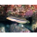 Aspidontus dussumieri (Valenciennes, 1836)