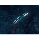 Plagiotremus rhinorhijnchos (Bleeker, 1852)