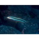 Plagiotremus rhinorhijnchos (Bleeker, 1852)