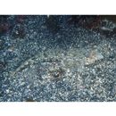 Diplogrammus xenicus (Jordan et Thompson, 1914)