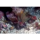 Neosynchiropus ijimae (Jordan et Thompson, 1914)