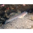 Istigobius hoshinonis (Tanaka, 1917)