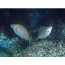 Siganus fuscescens (Houttuyn, 1782)