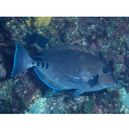 Prionurus scalprum Valenciennes, 1835