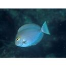 Acanthurus mata (Cuvier, 1829)