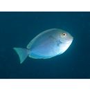 Acanthurus mata (Cuvier, 1829)