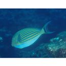 Acanthurus lineatus (Linnaeus, 1758)