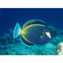 Acanthurus japonicus (Schmidt, 1931)