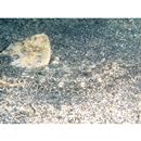 Asterorhombus intermedius (Bleeker, 1865)