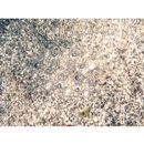 Asterorhombus intermedius (Bleeker, 1865)