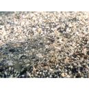 Asterorhombus intermedius (Bleeker, 1865)