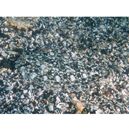 Asterorhombus intermedius (Bleeker, 1865)