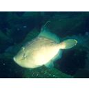 Stephanolepis cirrhifer (Temminck et Schlegel, 1850)