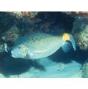 Ostracion cubicum Linnaeus, 1758