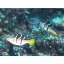 Paraluteres prionurus (Bleeker, 1851)