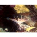 Canthigaster axiologa Whitley, 1931