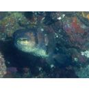 Diodon holocanthus Linnaeus, 1758