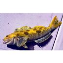 Hexagrammos otakii Jordan et Starks, 1895