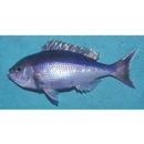 Paracaesio caerulea (Katayama, 1934)