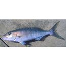 Aprion virescens Valenciennes, 1830