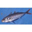 Decapterus akaadsi Abe, 1958