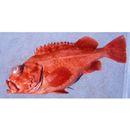 Sebastes matsubarae Hilgendorf, 1880