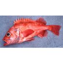 Sebastes matsubarae Hilgendorf, 1880