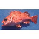 Sebastes matsubarae Hilgendorf, 1880