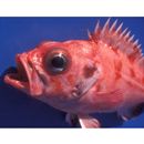 Sebastes matsubarae Hilgendorf, 1880