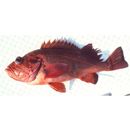 Sebastes aleutianus (Jordan et Evermann, 1898)