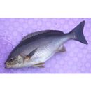 Parapristipoma trilineatum (Thunberg, 1793)