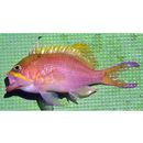 Odontanthias unimaculatus (Tanaka, 1917)